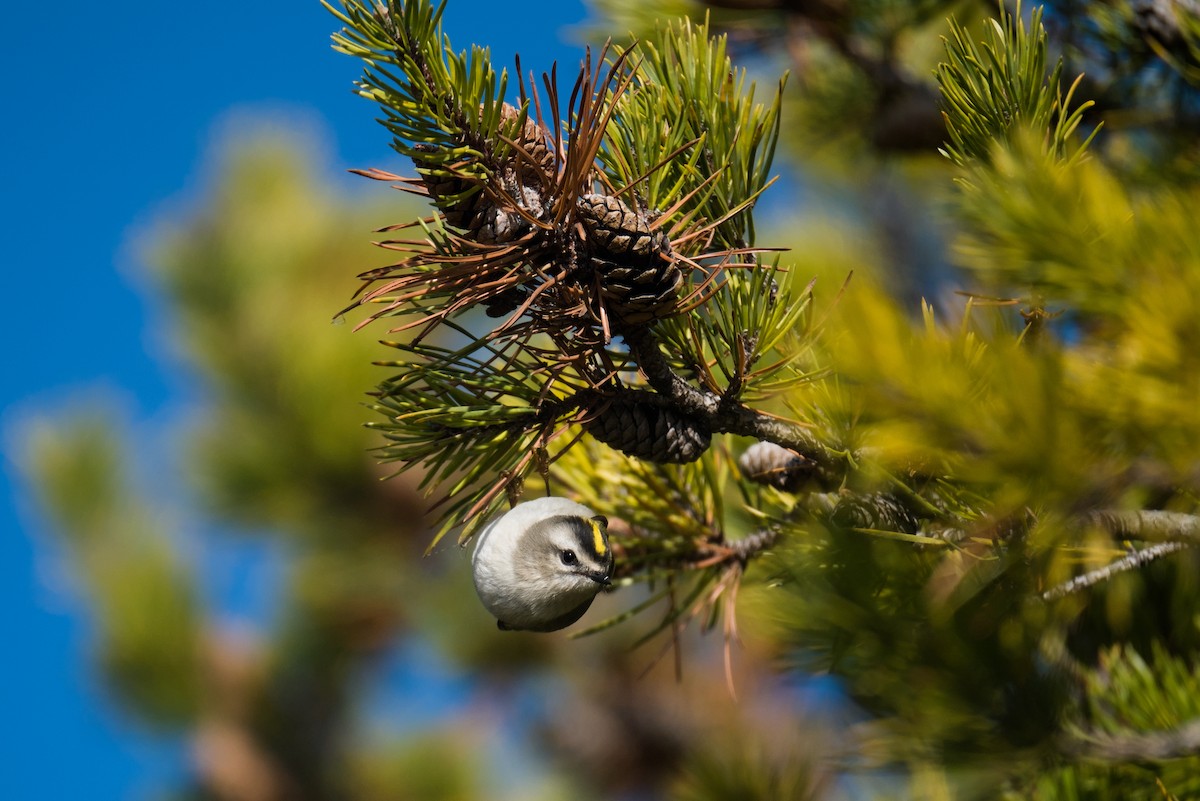 Golden-crowned Kinglet - ML644680085