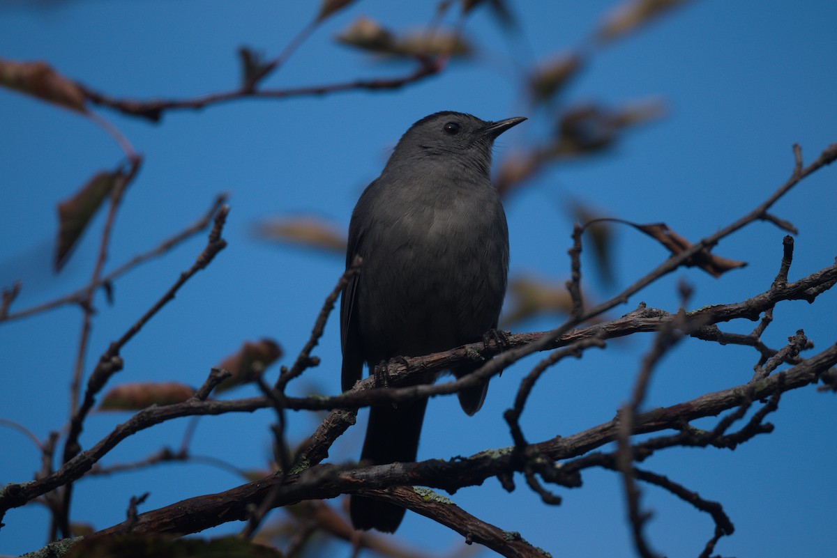 ימימן אמריקני - ML644680089