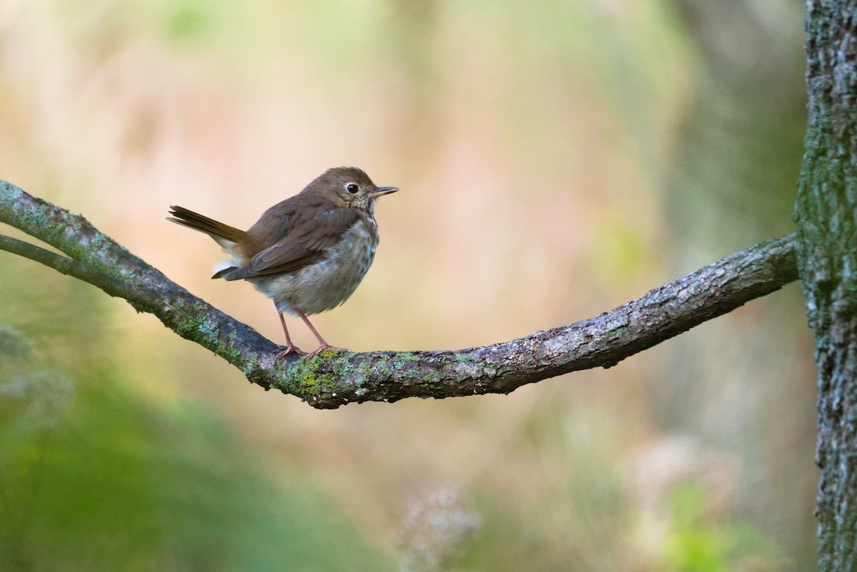 קיכלי חלוד-זנב - ML644680092