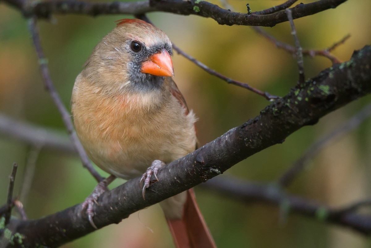 קרדינל צפוני - ML644680095