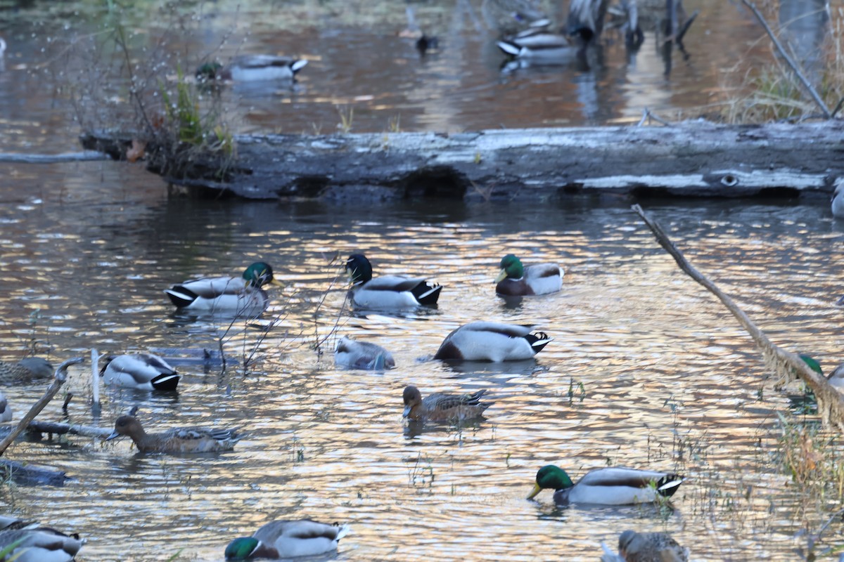 赤頸鴨 - ML644680097