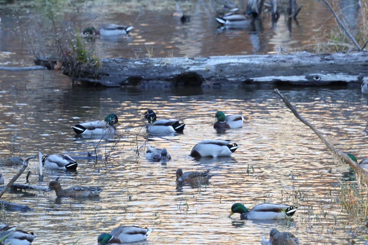 赤頸鴨 - ML644680098