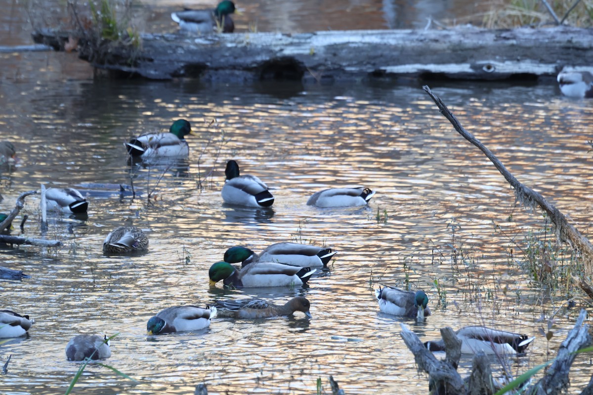 赤頸鴨 - ML644680099