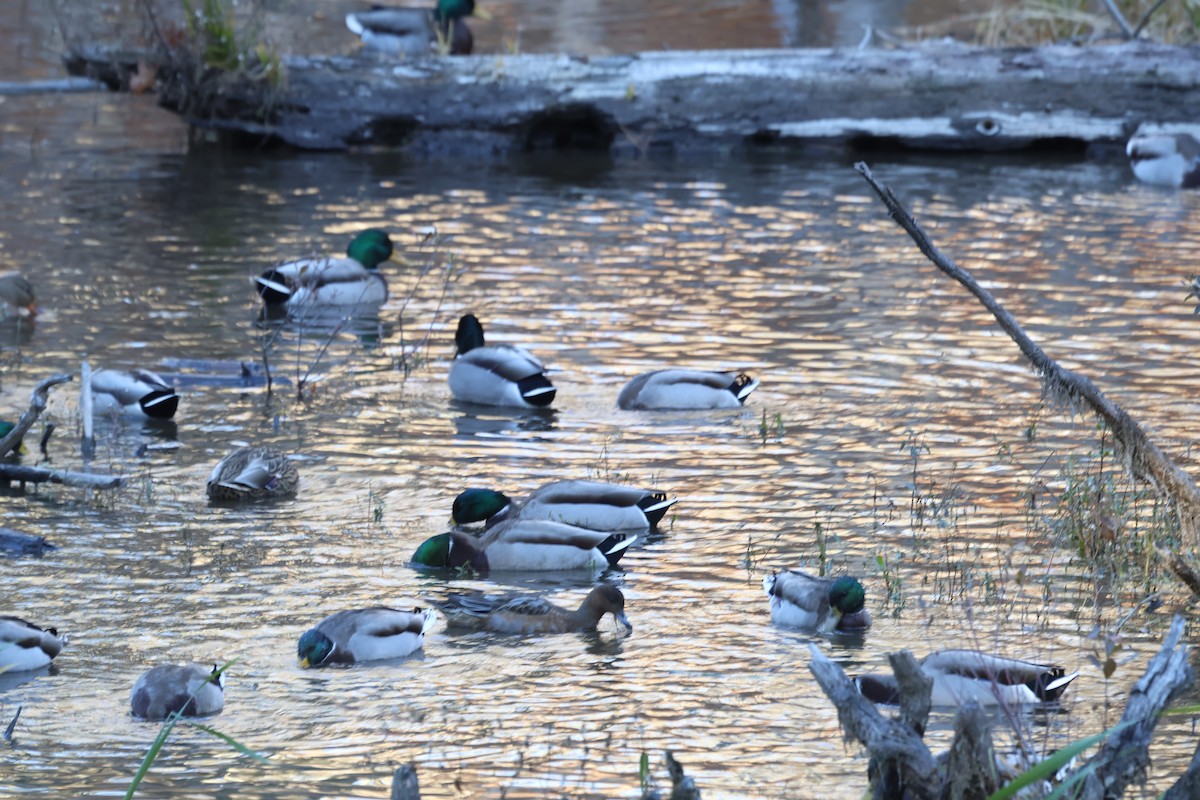 赤頸鴨 - ML644680100