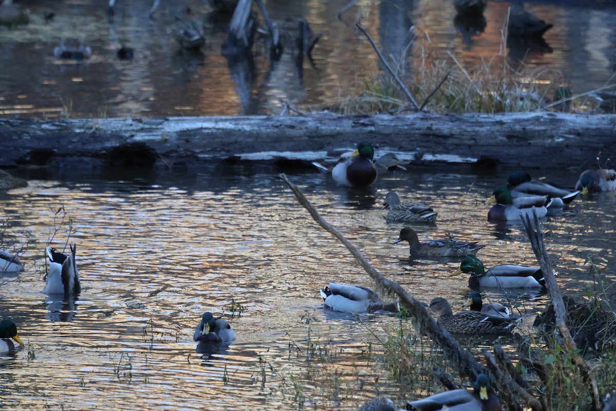 赤頸鴨 - ML644680102