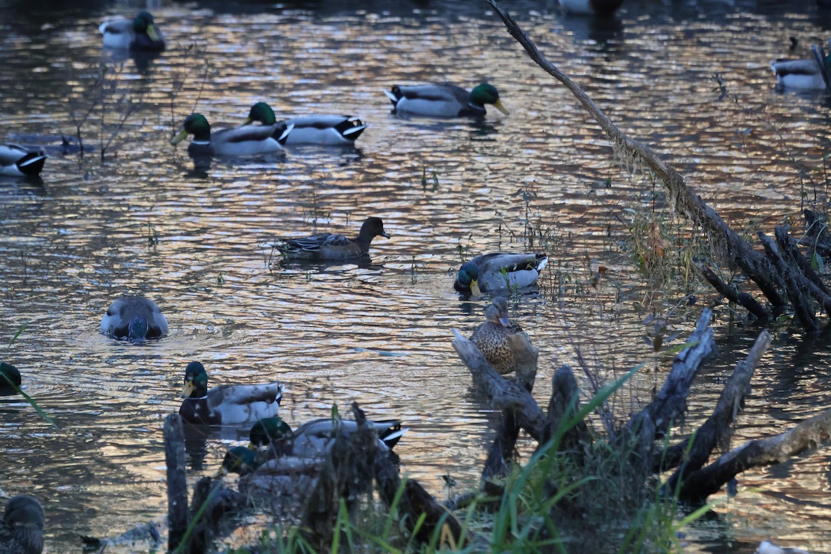 赤頸鴨 - ML644680103