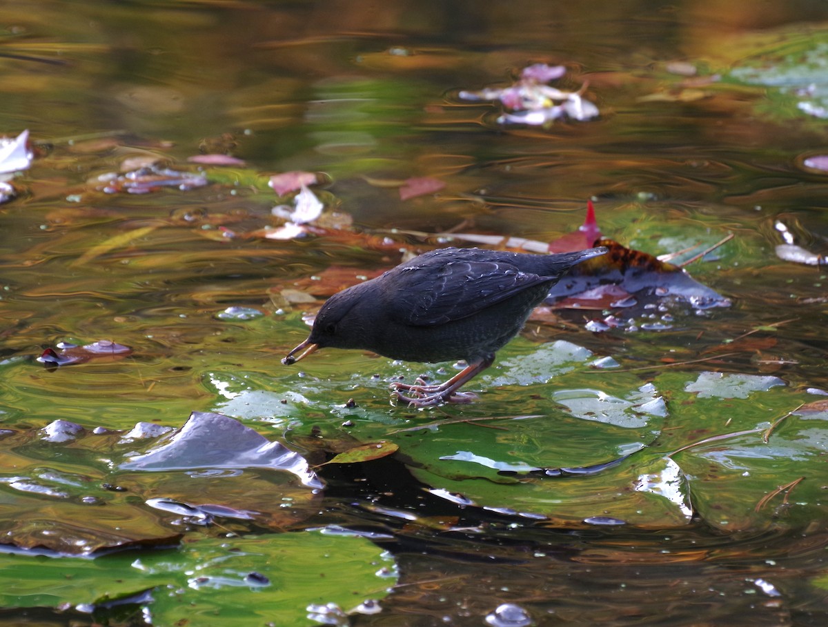 Mirlo Acuático Norteamericano - ML644680104