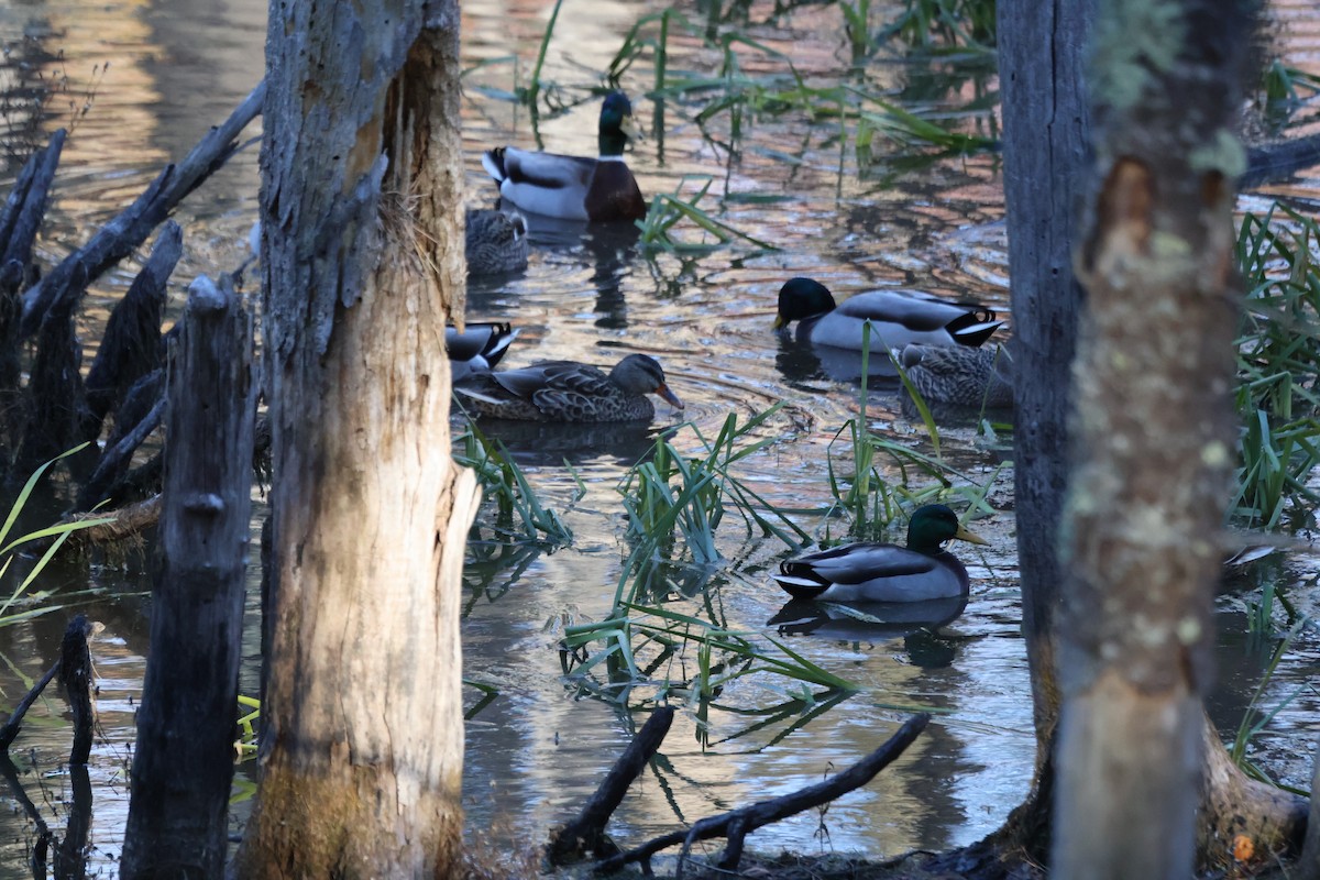 Ánade Azulón - ML644680108