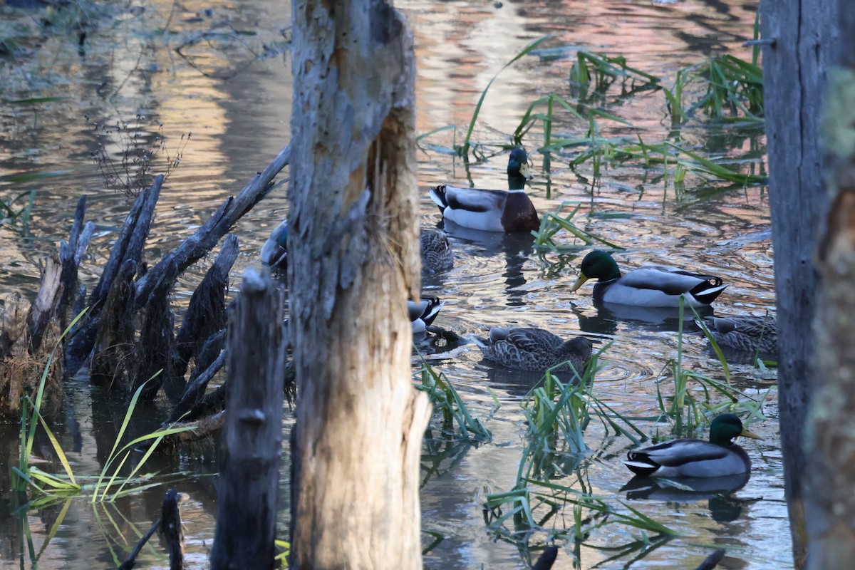 Ánade Azulón - ML644680109