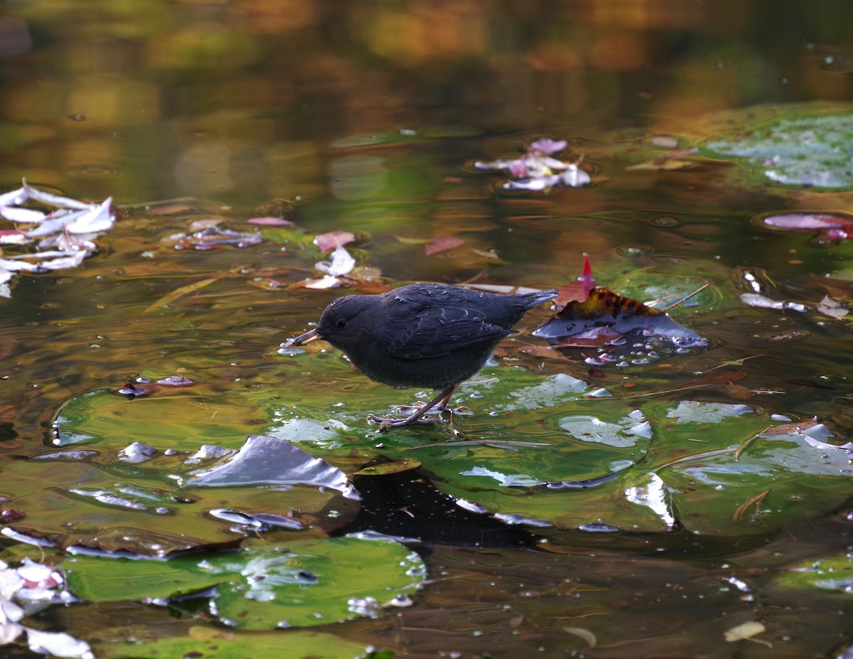 Mirlo Acuático Norteamericano - ML644680110