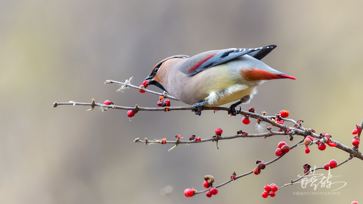 Japanese Waxwing - ML644680114