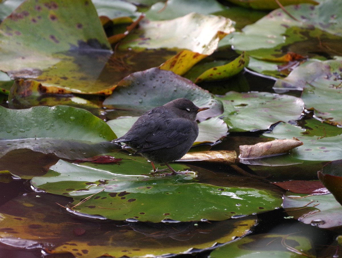 Mirlo Acuático Norteamericano - ML644680117