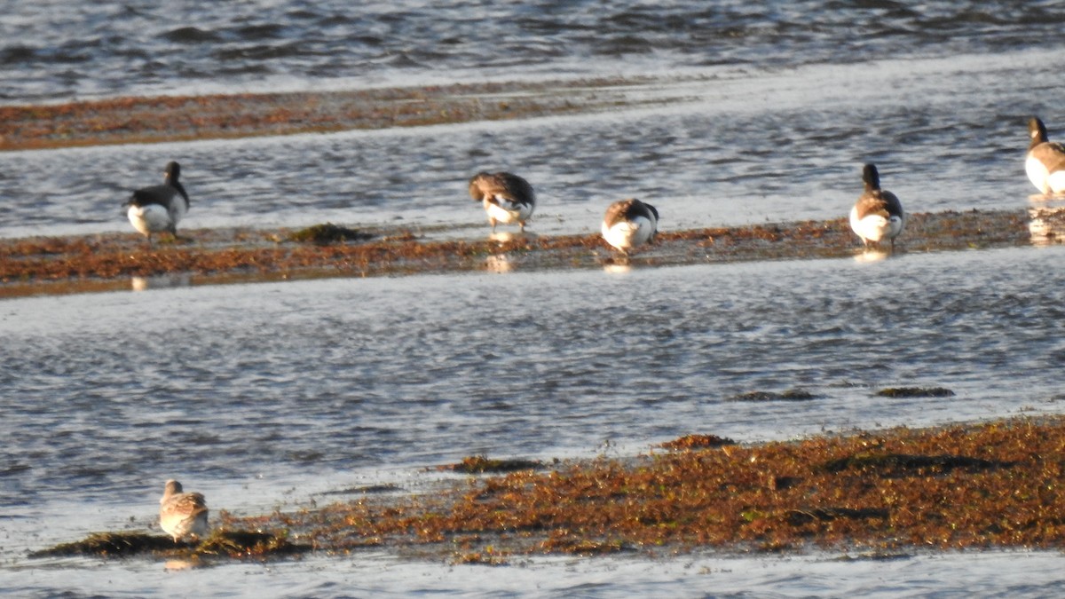 berneška tmavá - ML644680123