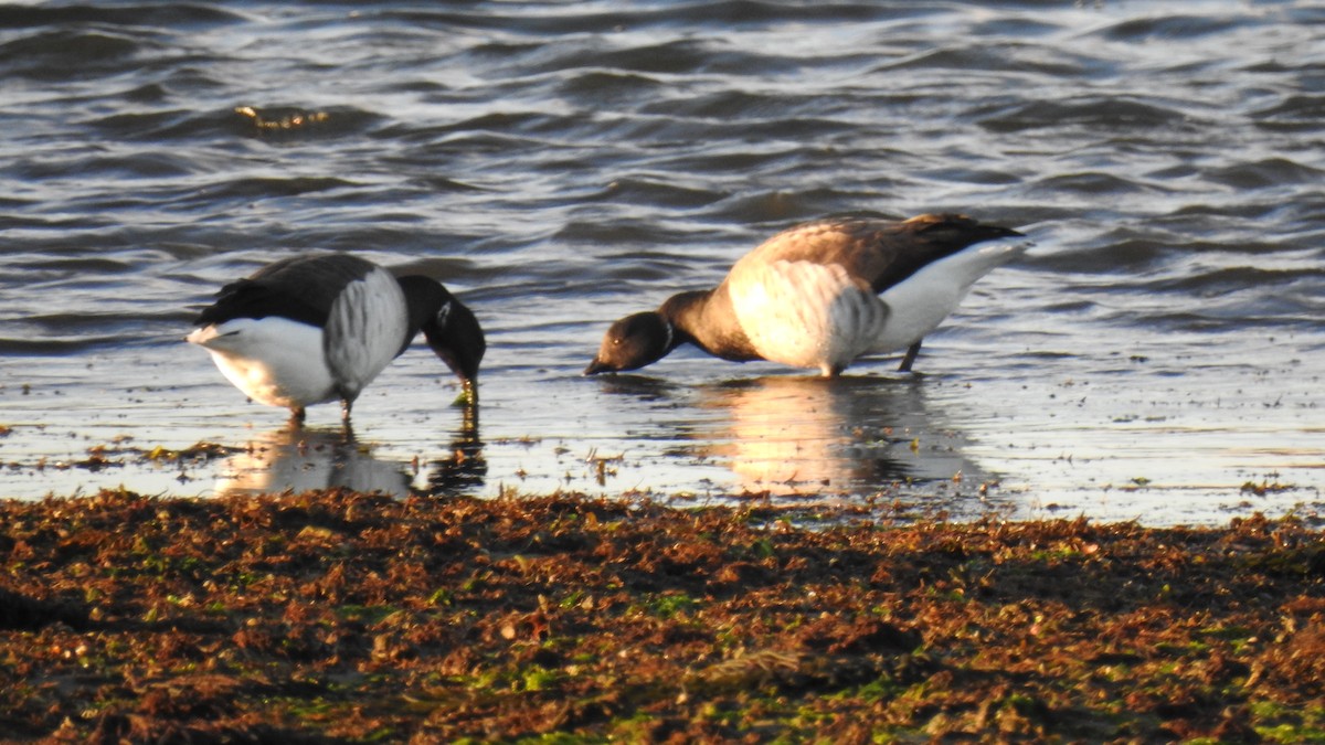 berneška tmavá - ML644680126