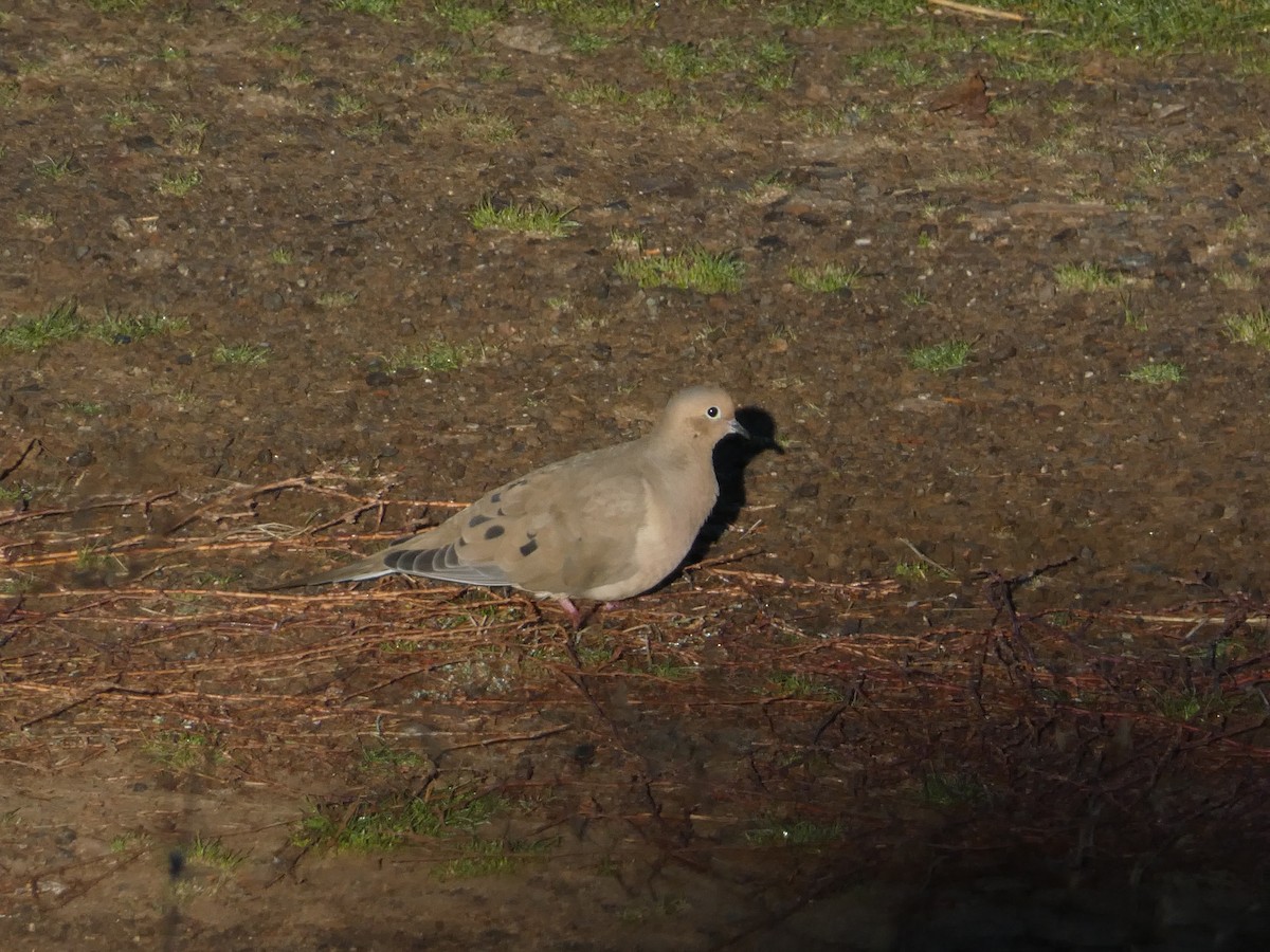 Mourning Dove - ML644680131