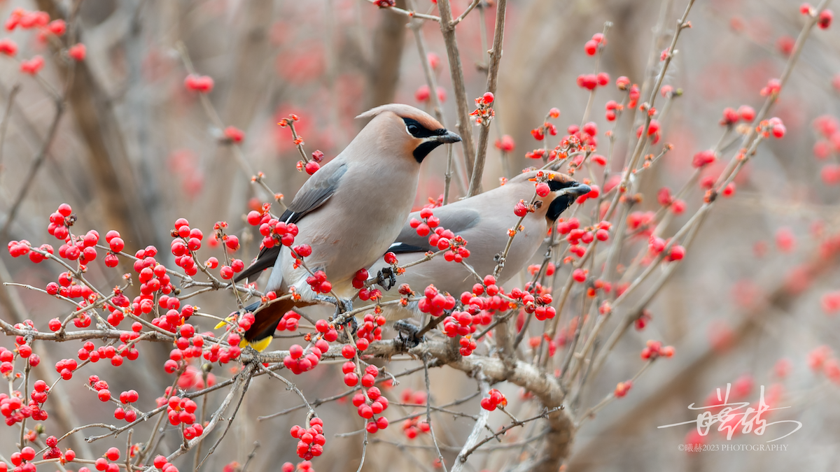 キレンジャク - ML644680136