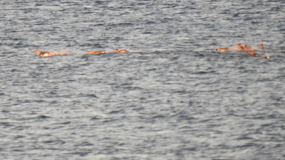 Red-breasted Merganser - ML644680144