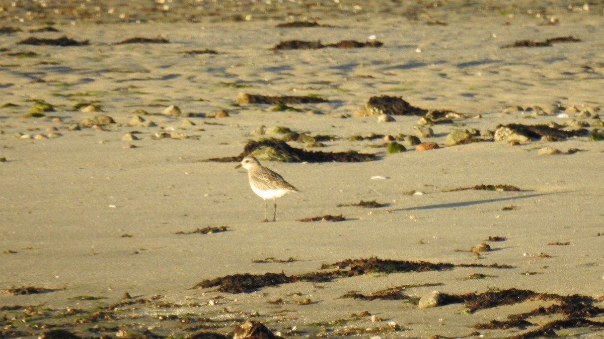 Black-bellied Plover - ML644680150
