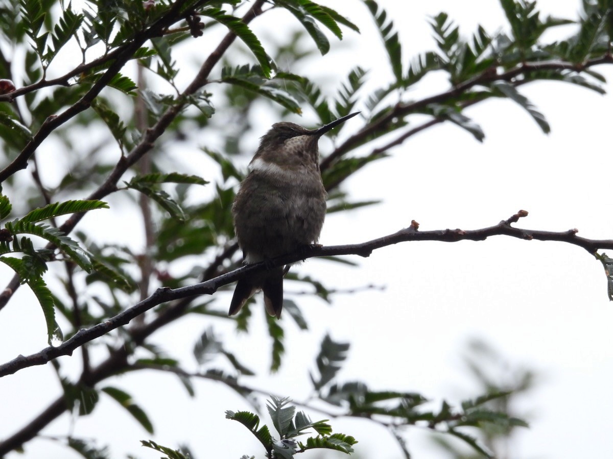 Colibri améthyste - ML644680158