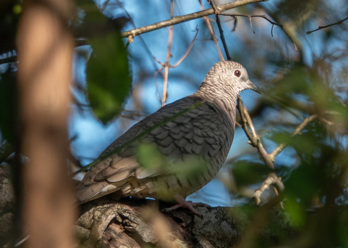 Inca Dove - ML644680160