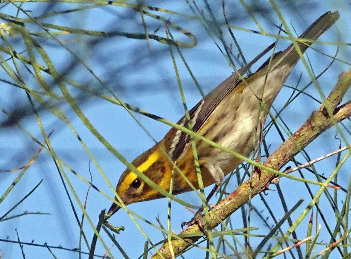 Townsend's Warbler - ML644680176