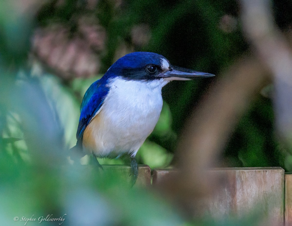 Альціон лісовий - ML644680190