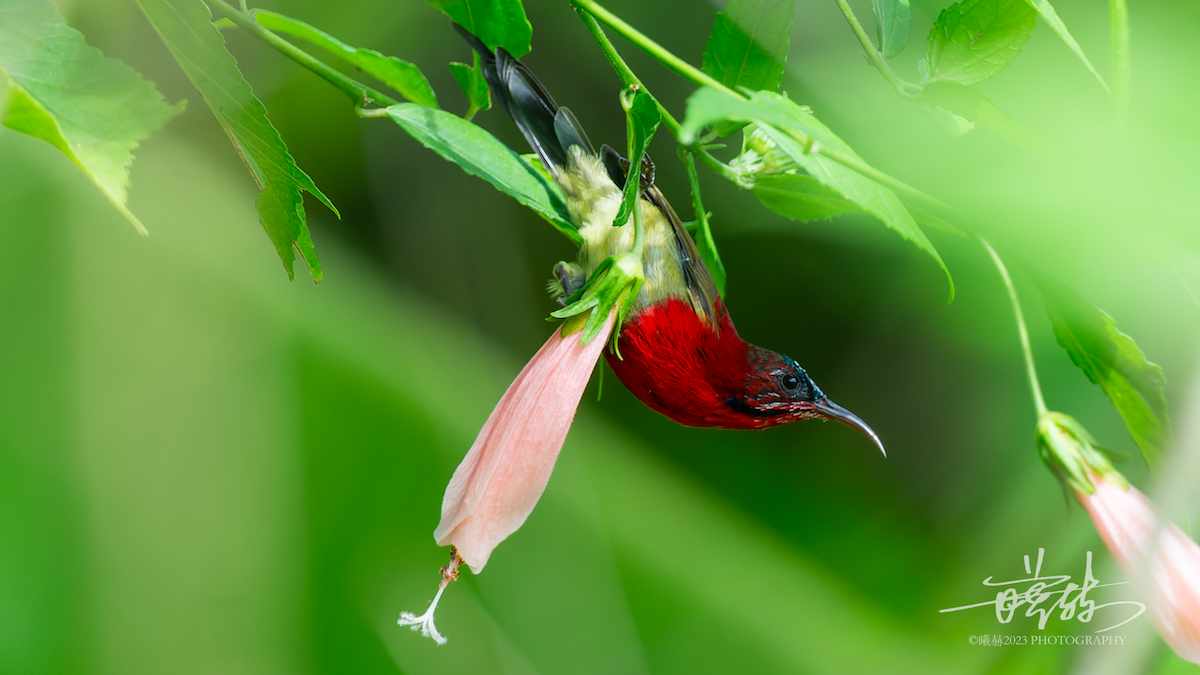 strdimil karmínovoprsý - ML644680191