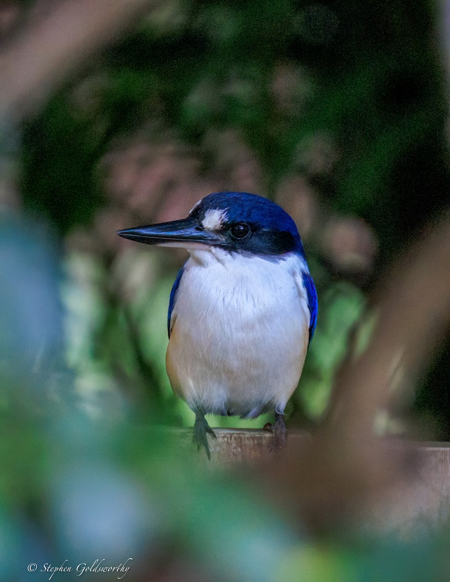 Альціон лісовий - ML644680192