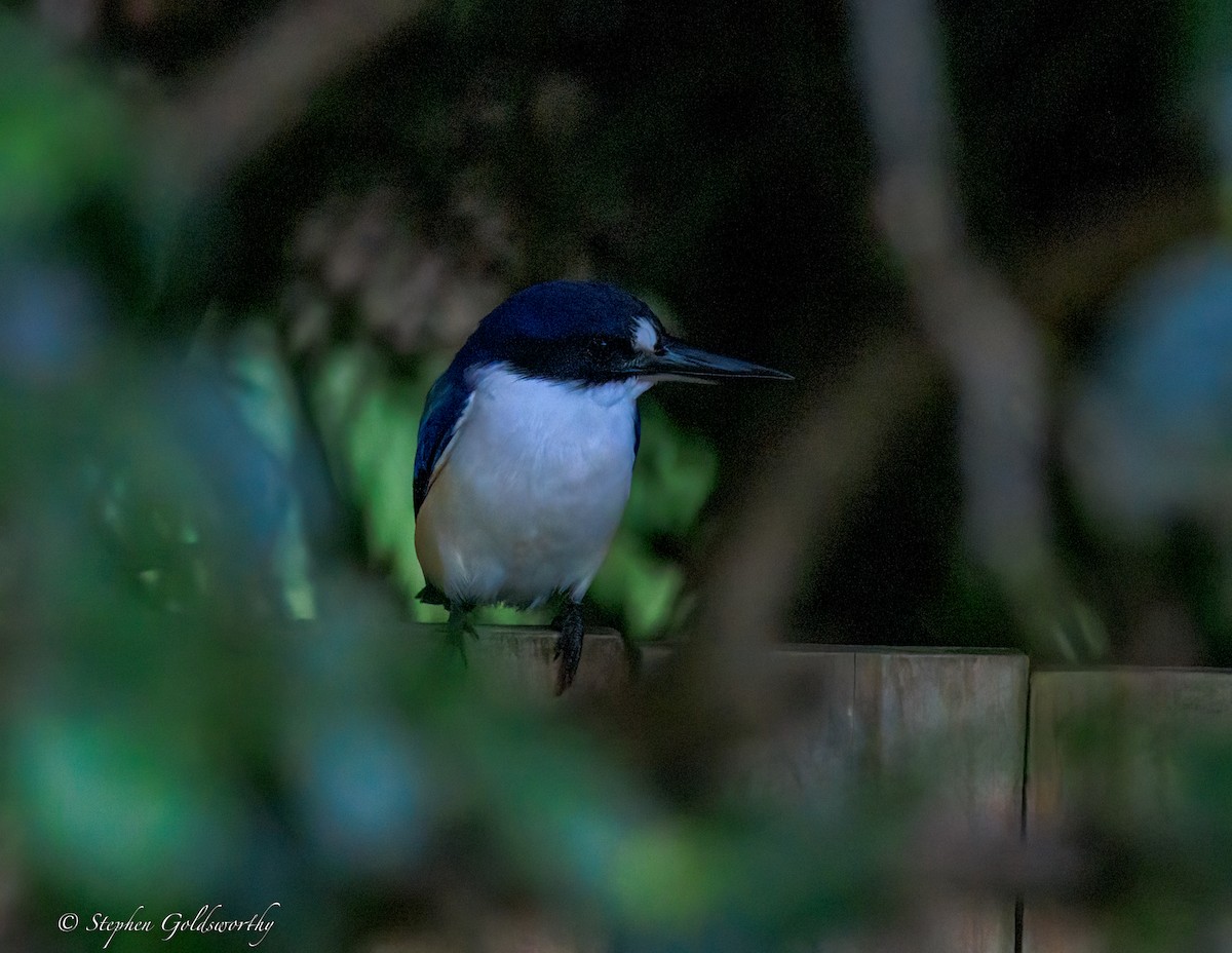 Альціон лісовий - ML644680193