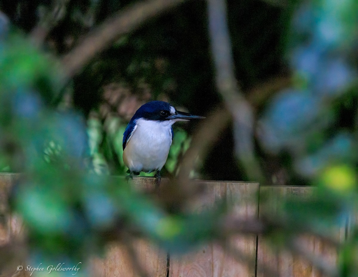 Альціон лісовий - ML644680194