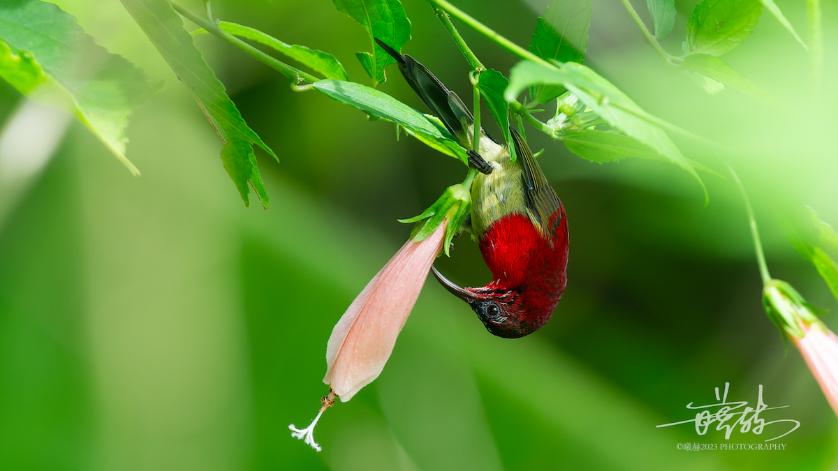 strdimil karmínovoprsý - ML644680195