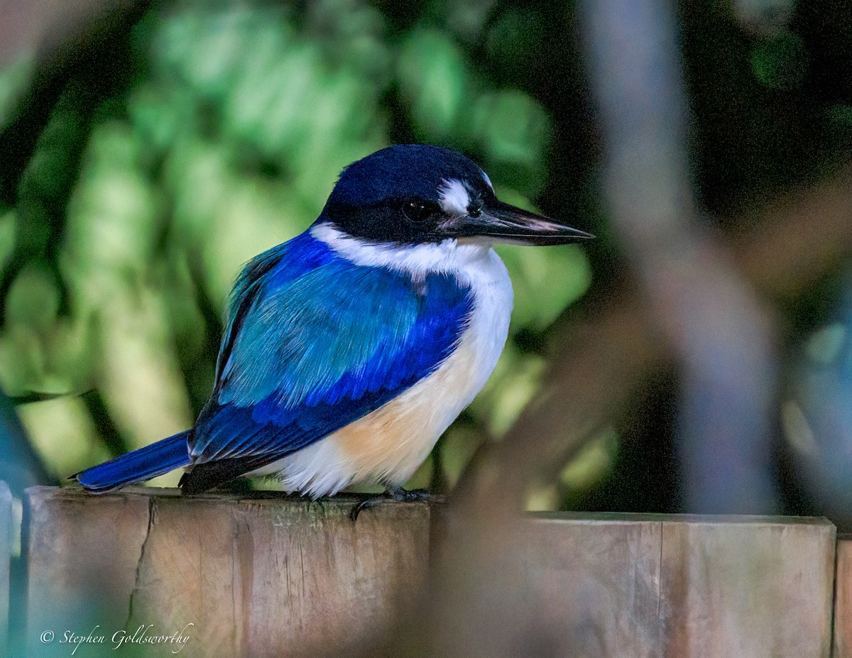 Альціон лісовий - ML644680196