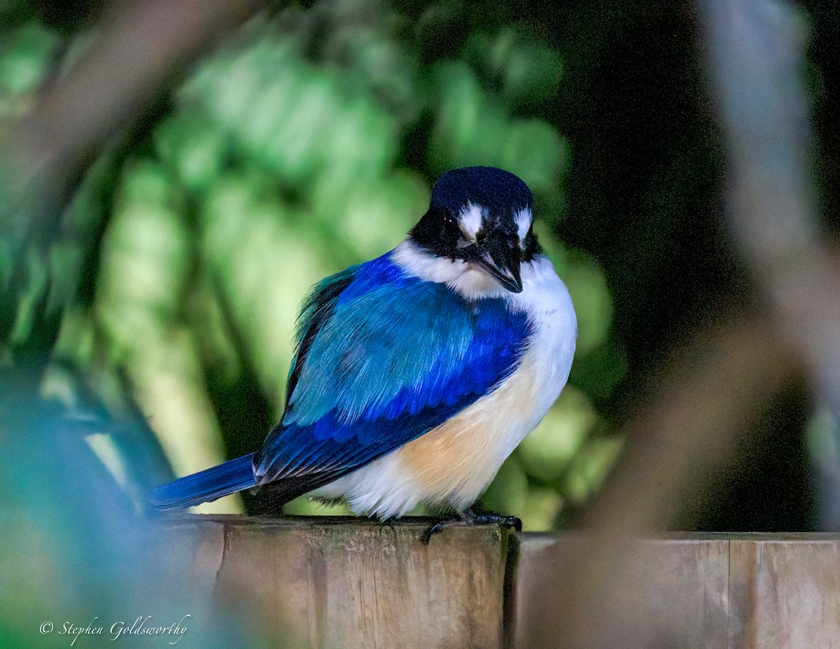 Альціон лісовий - ML644680197