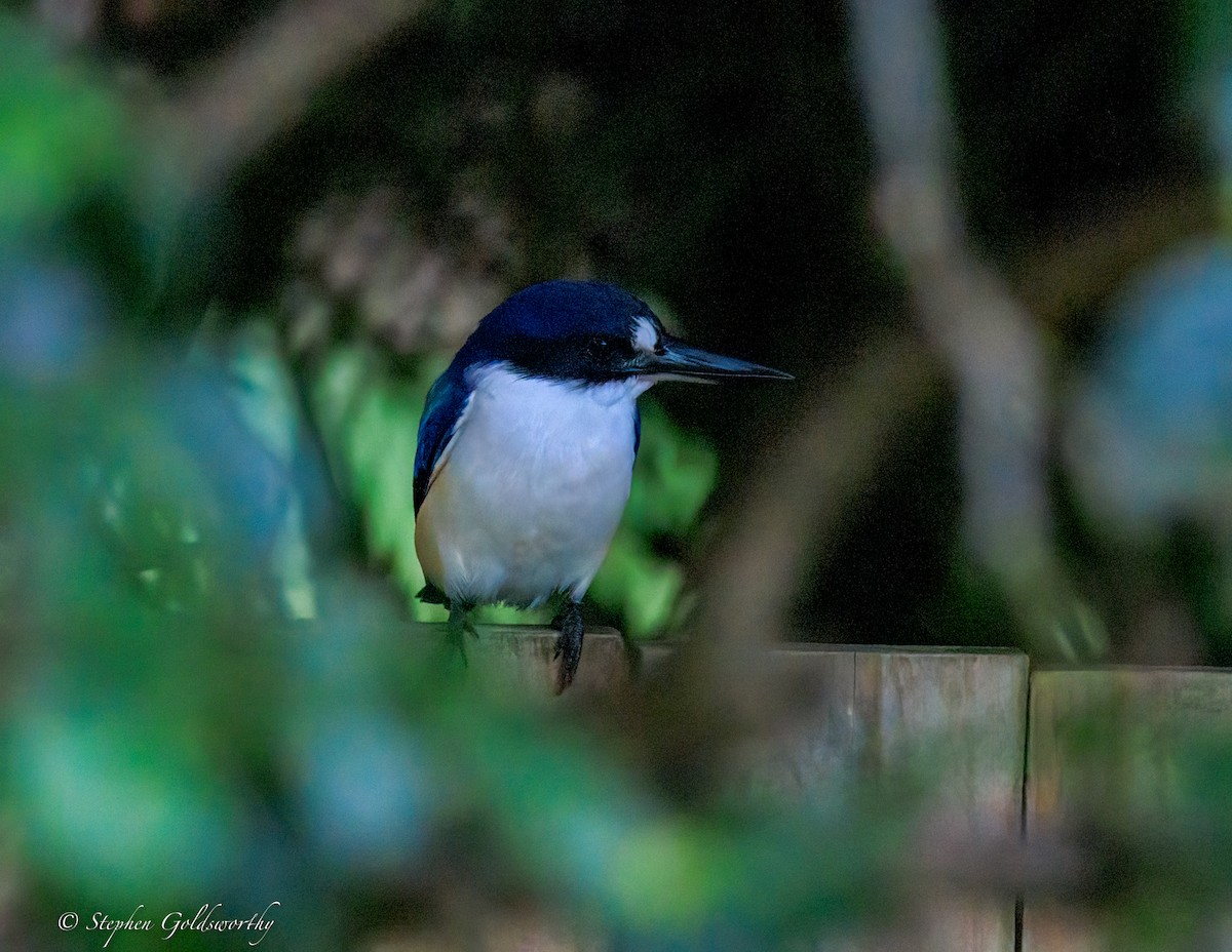 Альціон лісовий - ML644680198