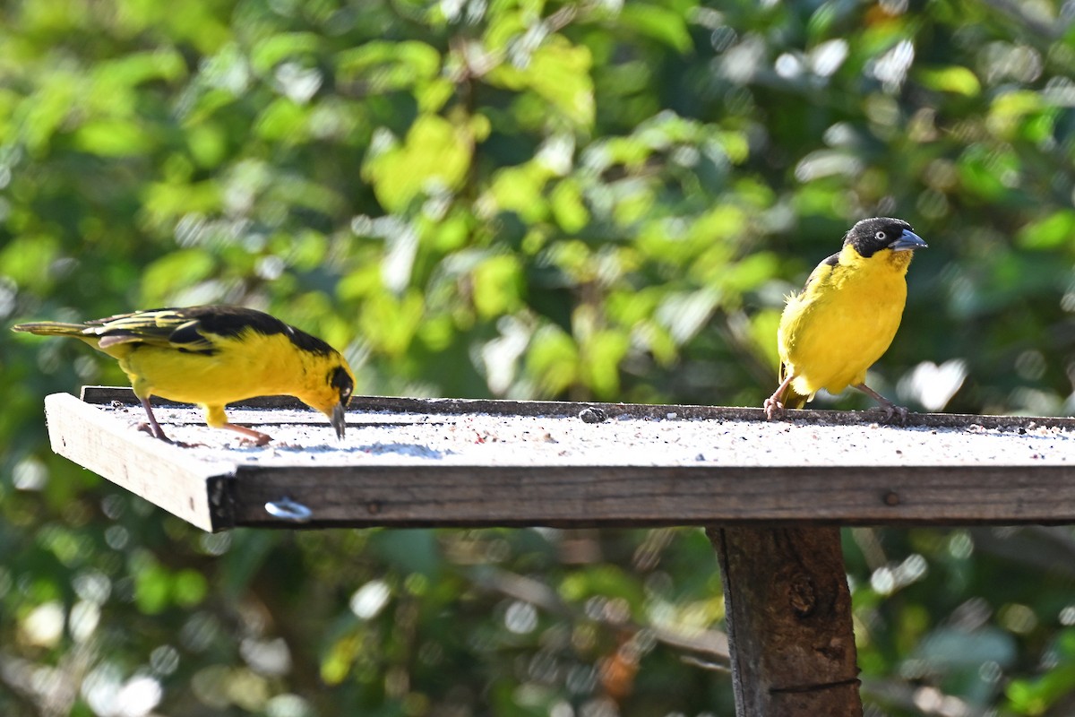 Baglafecht Weaver - ML644680205