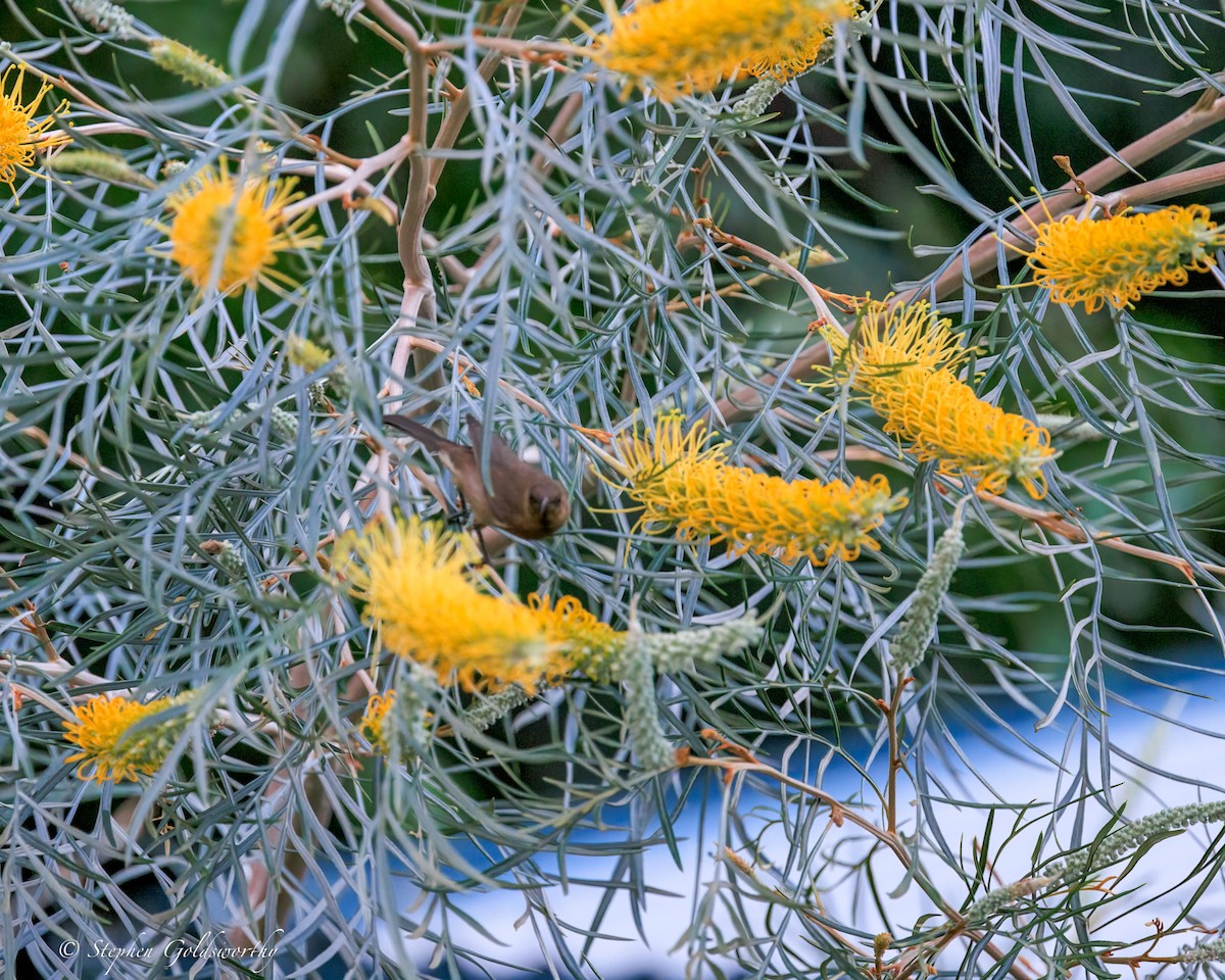 Dusky Myzomela - ML644680210