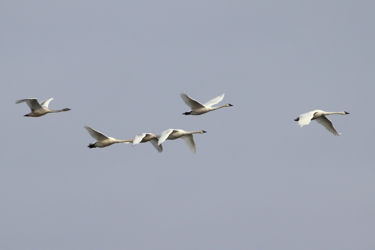 Trumpeter Swan - ML644680211