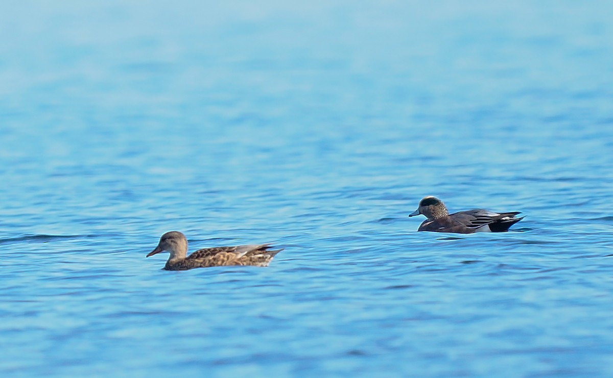 American Wigeon - ML644680212