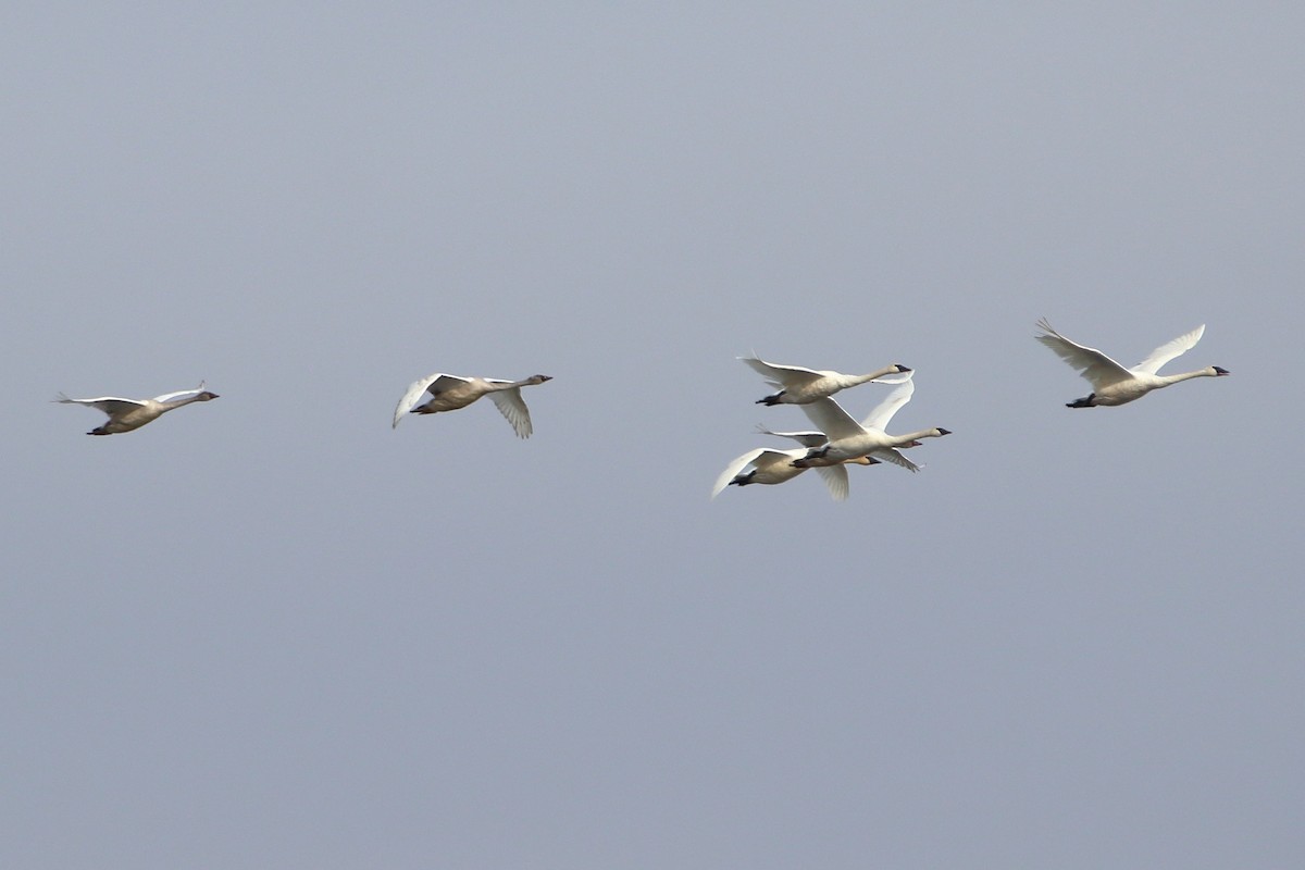 Trumpeter Swan - ML644680214