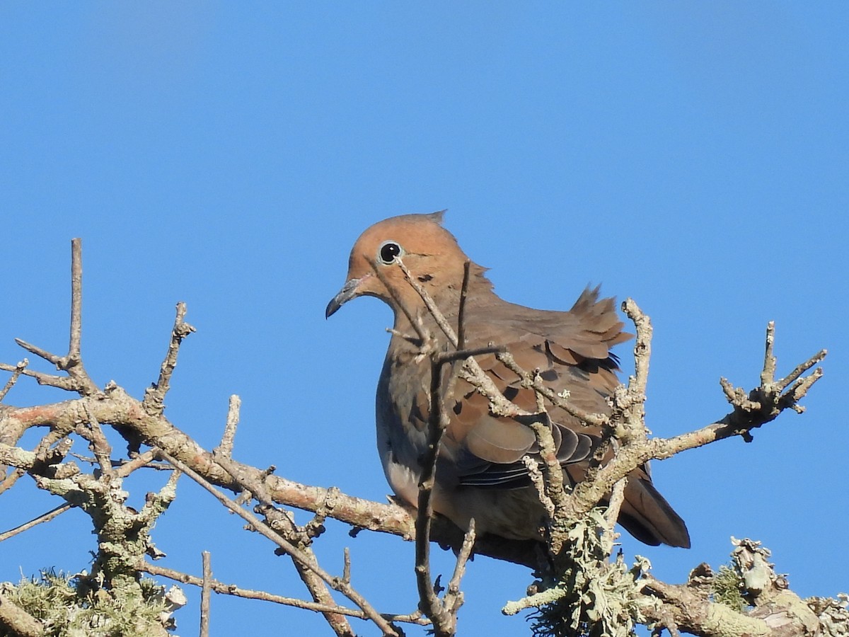 Mourning Dove - ML644680215