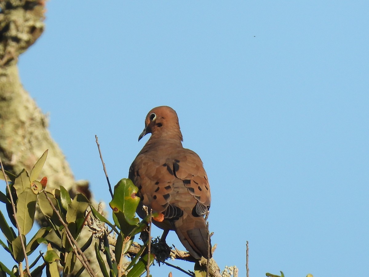 Mourning Dove - ML644680216