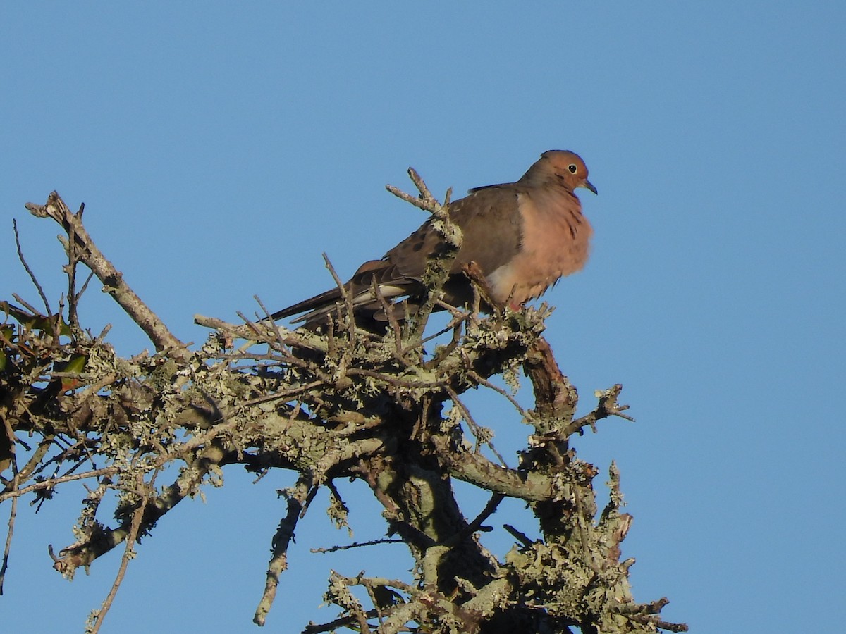 Mourning Dove - ML644680217