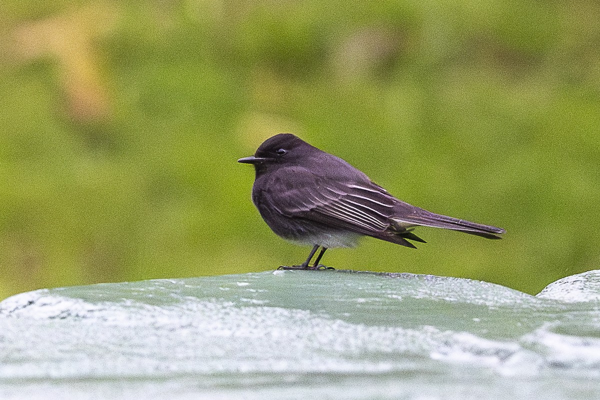 Black Phoebe - ML644680220