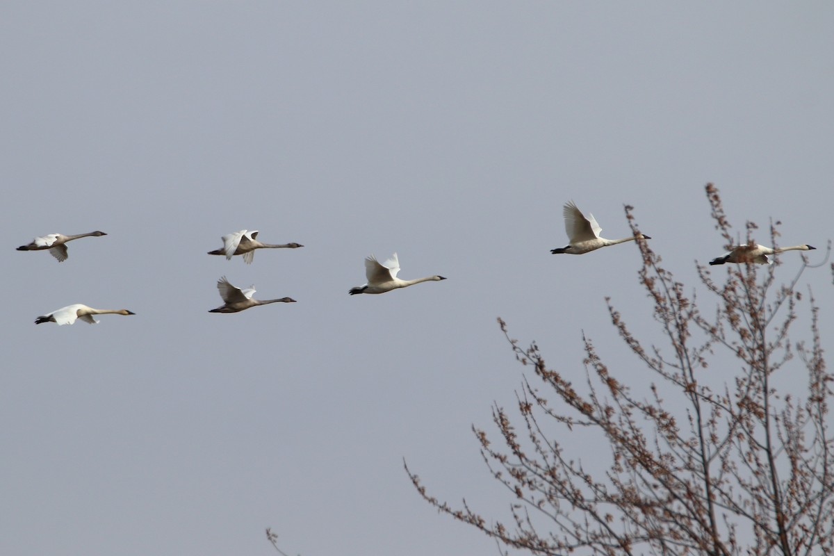 Trumpeter Swan - ML644680221