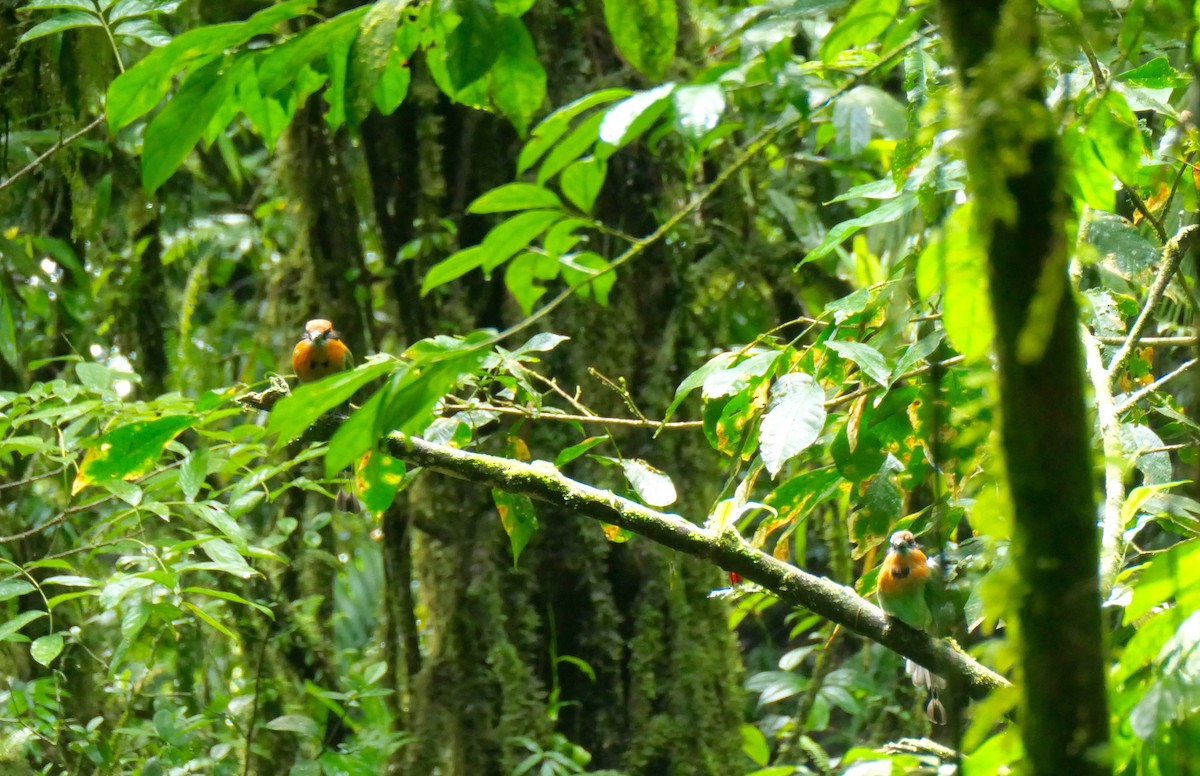 Broad-billed Motmot - ML644680222