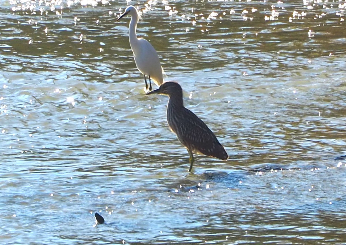 ゴイサギ - ML644680223