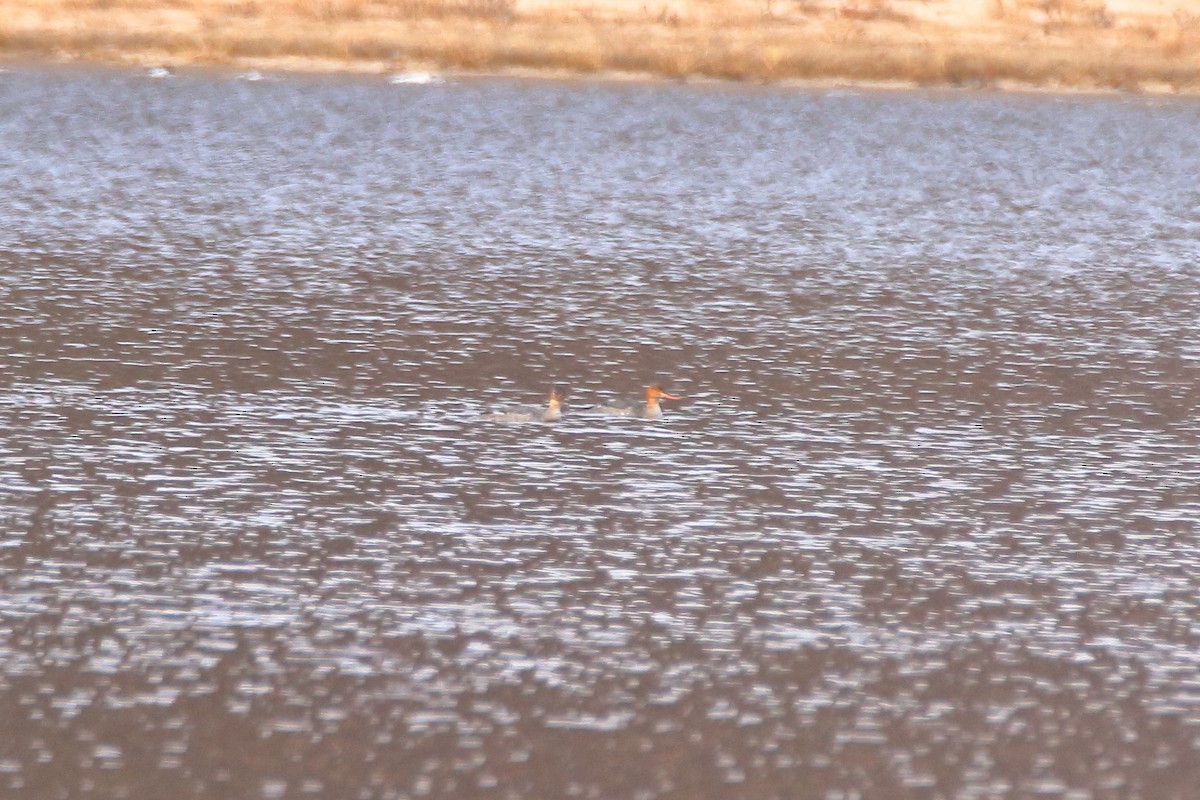 Red-breasted Merganser - ML644680224