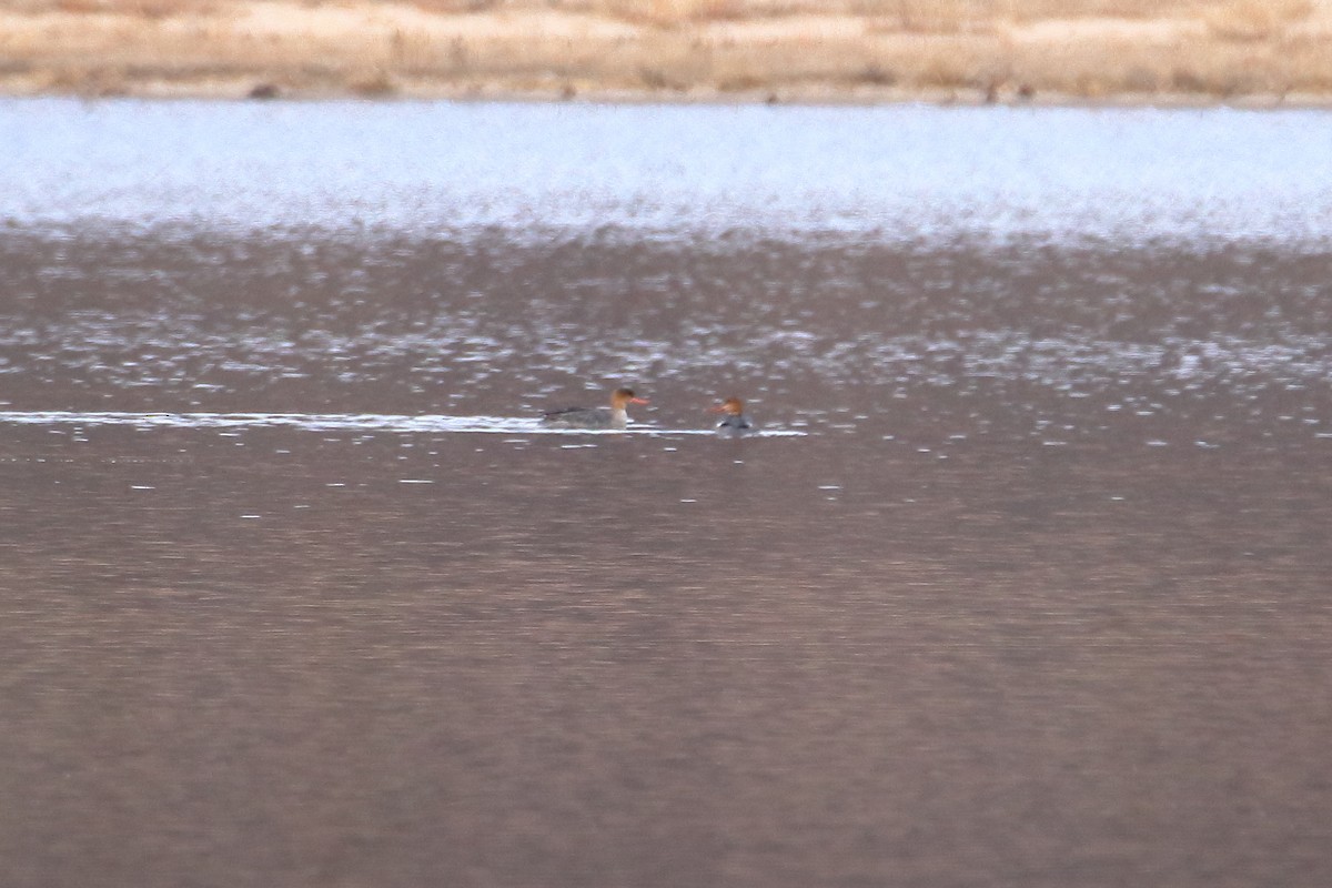 Red-breasted Merganser - ML644680226
