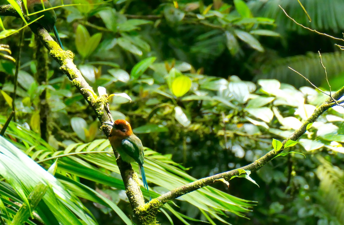 Broad-billed Motmot - ML644680228