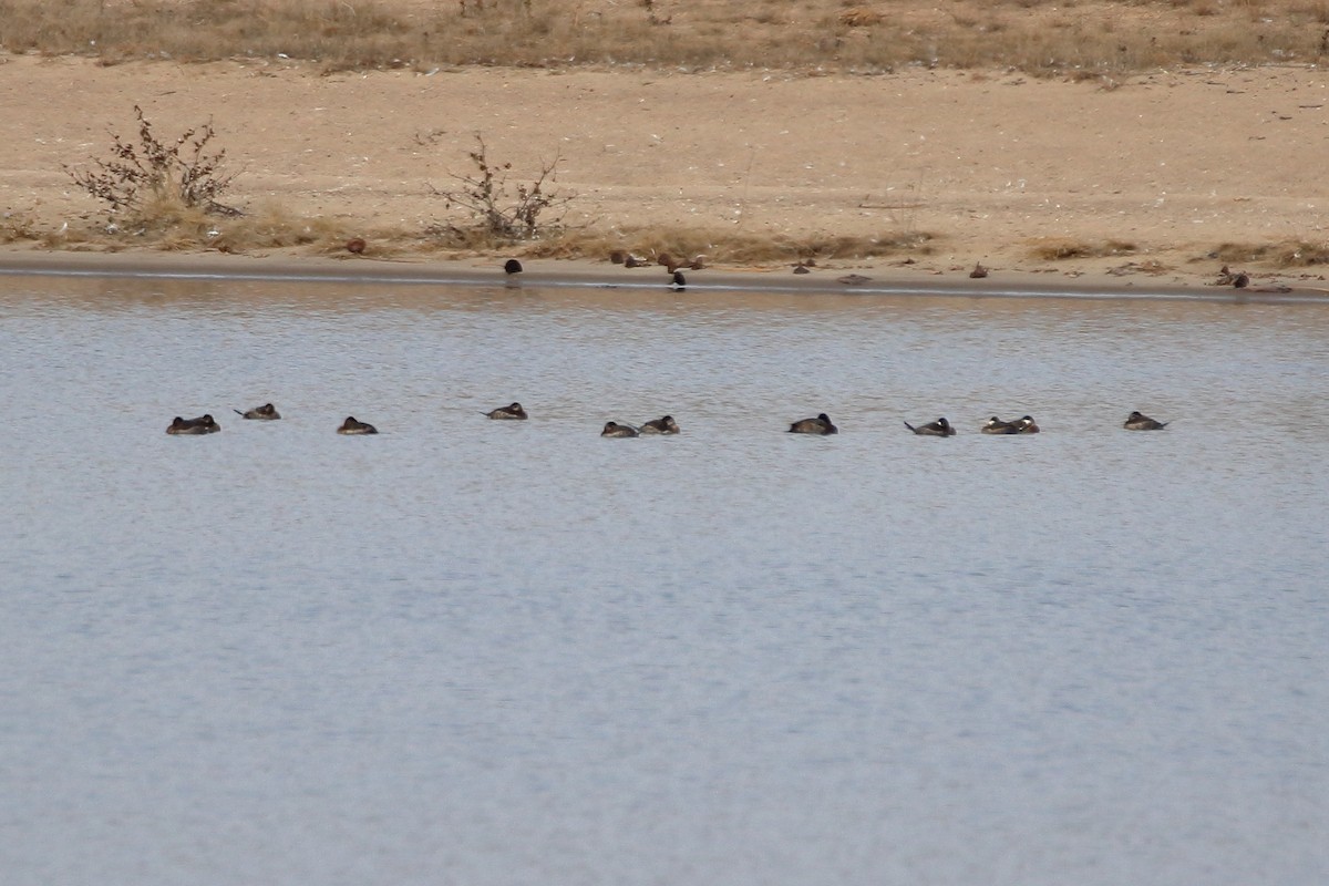 Савка американська - ML644680229